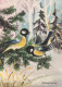 UCCELLO Animale Vintage Cartolina CPSM #PBR513.IT - Oiseaux