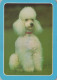 CHIEN Animaux Vintage Carte Postale CPSM #PBQ400.FR - Honden