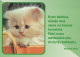 KATZE MIEZEKATZE Tier Vintage Ansichtskarte Postkarte CPSM #PAM571.DE - Cats
