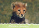 LION RAUBKATZE Tier Vintage Ansichtskarte Postkarte CPSM #PAM009.DE - Lions