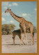 GIRAFFE Animals Vintage Postcard CPSM #PBS955.GB - Giraffes