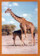 GIRAFFE Animals Vintage Postcard CPSM #PBS955.GB - Giraffen