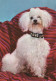 DOG Animals Vintage Postcard CPSM #PAN898.GB - Perros