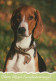 DOG Animals Vintage Postcard CPSM #PAN835.GB - Cani