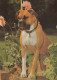 DOG Animals Vintage Postcard CPSM #PAN506.GB - Chiens