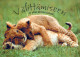 LION BIG CAT Animals Vintage Postcard CPSM #PAM006.GB - Leones