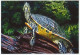 Postal Stationery China 2006 Turtle - Tortoise - Altri & Non Classificati