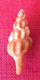 Fusinus Roistratus Form Dalpiazi ( Coen, 1918)- 27,4x 9,8mm. Chioggia, Italy. Lagoon. Alive Taken - Seashells & Snail-shells