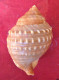 Galeodea Echinophora ( Linneo, 1758)- 76.5x 53,5mm- Chioggia, Italy- Trawled Alive By Fishing Boat On Sandy-muddy Ground - Seashells & Snail-shells