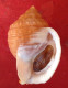 Galeodea Echinophora ( Linneo, 1758)- 76.5x 53,5mm- Chioggia, Italy- Trawled Alive By Fishing Boat On Sandy-muddy Ground - Seashells & Snail-shells
