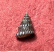 Jujubinus Unidentatus ( Philippi , 1844)- Kerkennah, Tunisie  . Among Shell Grit Collected At -1mtr Betwedn Posidonia - Schelpen