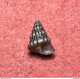 Jujubinus Unidentatus ( Philippi , 1844)- Kerkennah, Tunisie  . Among Shell Grit Collected At -1mtr Betwedn Posidonia - Schelpen