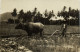 PC MALAYSIA PLOUGHING FOR RICE CULTIVATION, VINTAGE PHOTO POSTCARD (b53676) - Malaysia