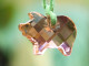 Bijoux-pendentif-20-SWAROVSKI En Forme De Cochon Rose - Hangers