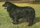 Ansichtskarte  Hund Auf Wiese Schwarzer Neufundländer 1983 - Cani