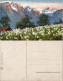 Châtel (Haute-Savoie) Champs De Narcisses Et Les Alpes De Savoie 1912 - Châtel