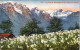 Châtel (Haute-Savoie) Champs De Narcisses Et Les Alpes De Savoie 1912 - Châtel