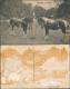 Ansichtskarte  Amalie Lorch - Pferde - Dressur 1909 - Autres & Non Classés