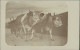 Foto  Ochsenkarren - Ochsen 1915 Privatfoto - Zonder Classificatie