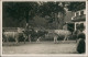 Ansichtskarte  Almabtrueb - Kühe 1938 - Zu Identifizieren