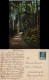 Ansichtskarte  Stimmungsbilder: Natur Wald - Weg 1921 - Non Classificati