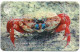 Diego Garcia - Red Crab - DG26 - Diego-Garcia
