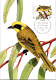 5-5-2024 (4 Z 11) Australia (1 Card) Maxicard - Endangered Birds - Helmeted Honeyeater - Cartoline Maximum