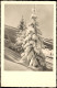 Winter-Ansicht (Schnee/Eis) Stimmungsbild Tannen Verschneit 1940 - Ohne Zuordnung