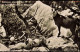 Gemsennest, Gefunden A. 17. 5. 31 Nordostsüdwestwand Gamskogels 1960 - Ohne Zuordnung