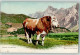 39289907 - Stier Auf Der Weide  In Der Schweiz AK - Cows