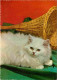 Animaux - Chats - CPM - Voir Scans Recto-Verso - Chats