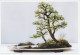 Postal Stationery China 2006 Bonsai Tree - Trees