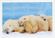 Postal Stationery China 2006 Polar Bear - Arctic Expeditions