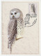 Maximum Card Ukraine 2003 Bird - Owl - Sonstige & Ohne Zuordnung