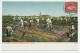 Postcard Puerto Rico 1910 Sugar Cane - San Juan - Food