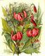 Chromos - Artis Historia - Fleurs De Montagnes - Image 32 Serie 17 - Artis Historia