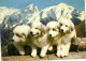 Thèmes > Animaux & Faune > Chiens - Jeunes Chiens Des Pyrénées - 7697 - Cani