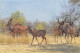 Zimbabwe Ex Rhodésie RHODESIA Kudu On The Move Antilope  (2 Scans)N° 10 \ML4038 - Zimbabwe
