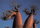 MADAGASCAR  Baobabs Bouteille Du Sud à MORONDAVA Tananarive Antananarivo  Carte Vierge  (Scans R/V) N° 19 \ML4041 - Madagaskar