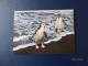 Cartes Postales Antarctique - Lots & Serien