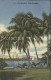 11693999 Palm_Beach Palm Trees - Altri & Non Classificati