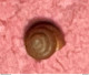 Land Snail- Acanthinula Aculeata ( O.F.Muller, 1774)- 17.10.2008. Borutta ( Sassari) Sardinia . - Coquillages