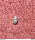 Land Snail- Bythinella Opaca Opaca ( Von Gallesteins, 1848)- 27.5.2003. Linder, Pulfero, Udine, Italy . - Seashells & Snail-shells