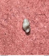 Land Snail- Bythinella Opaca Opaca ( Von Gallesteins, 1848)- 27.5.2003. Linder, Pulfero, Udine, Italy . - Muscheln & Schnecken