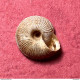 Land Snail- Cernuella Rugosa ( Lamarck , 1822)- 1998. Trapani, Sicily, Italy . Alive Taken Among Shrubs 10,5 X 5,2mm - Conchas Y Caracoles