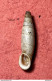 Land Snail- Charpentieria Nobilis ( Pfeiffer , 1848)- 2007. S. Vito Lo Capo Trapani, Sicily . - Coquillages