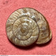 Land Snail- Chilostoma Cingulatum Colubrinum ( De Cristofori & Jan, 1832)- 1.5.1999. Inzino Valley, Gardone, Trompia (BS - Seashells & Snail-shells
