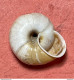 Land Snail- Chilostoma Cingulatum Colubrinum ( De Cristofori & Jan, 1832)- 1.5.1999. Inzino Valley, Gardone, Trompia (BS - Schelpen
