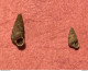 Land Snail- Cochlostoma Montanum Cassiniacum ( Saint-Simon, 1878)- 1.5.2013. Montevergine, Mercegliano, Avellino , Italy - Seashells & Snail-shells