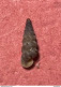 Land Snail- Cochlostoma Philippianum ( Gredler, 1853)- 17.8.2013. La Sella, Santa Croce Lake, Ponte Nelle Alpi, Belluno - Coquillages